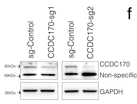 Open access visualization of Gel, Western Blot, CCDC170, sgRNA