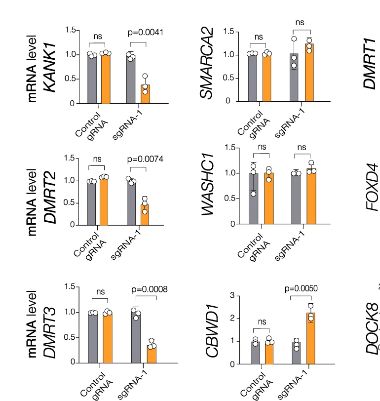 Open access visualization of Bar Plot, Error Bars, mRNA, dCas9-KRAB, Smooth Muscle Cells