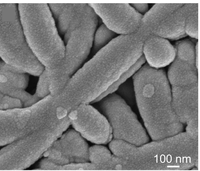 Open access visualization of Microscopy, SEM, Copper, PTFE, Ni-N4