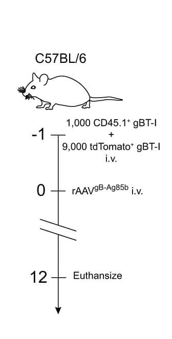 Open access visualization of Workflow, Illustration, Protocol