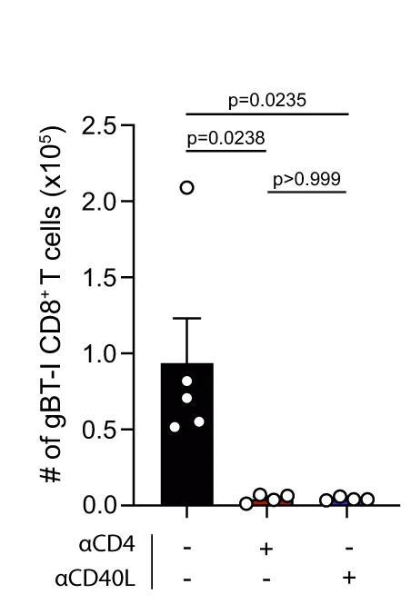 Open access visualization of Bar Plot, Error Bars, Scatter Plot, Intrahepatic Effector gBT-1 T Cells, rAAV Treatment