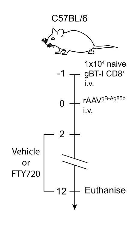 Open access visualization of Workflow, Illustration, C57BL/6 Mice, Vehicle Control, FTY720