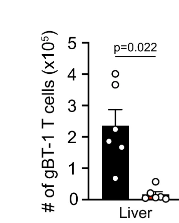 Open access visualization of Bar Plot, Error Bars, Total Numbers, Intrahepatic Effector gBT-1 Cell, Recipient Mice