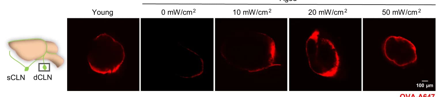 Open access visualization of Microscopy, Illustration, Deep Cervical Lymph Nodes, OVA-A647, Injection