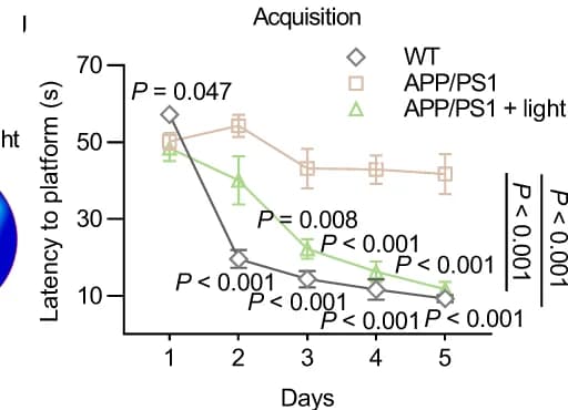 Open access visualization of Line Plot, Error Bars, Latency to Platform, MWM Test, APP/PS1 Mice