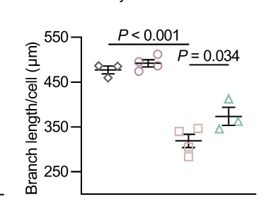 Open access visualization of Scatter Plot, Error Bars, Quantification, Branch Length, Iba1 Positive Cells