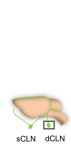 Open access visualization of Illustration, Section Images, OVA-A647, dCLNs, LYVE-1
