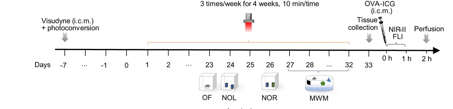 Open access visualization of Workflow, Flowchart, Illustration, Treatments, Behavior Tests
