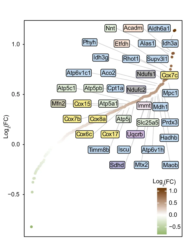 Open access visualization of Scatter Plot, Volcano Plot, Oxidative Phosphorylation, Fold Change