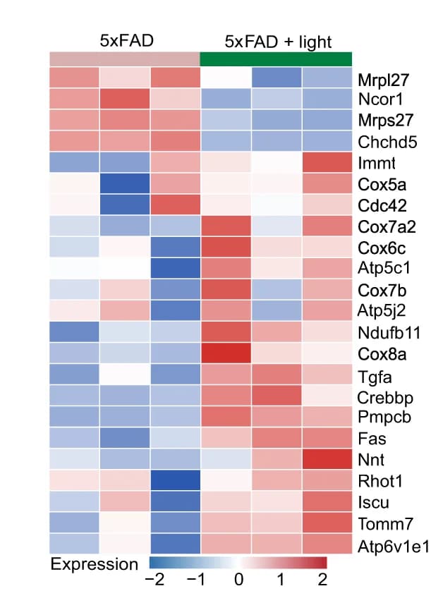 Open access visualization of Heatmap, DEGs, mLECs, Mitochondrial Metabolism