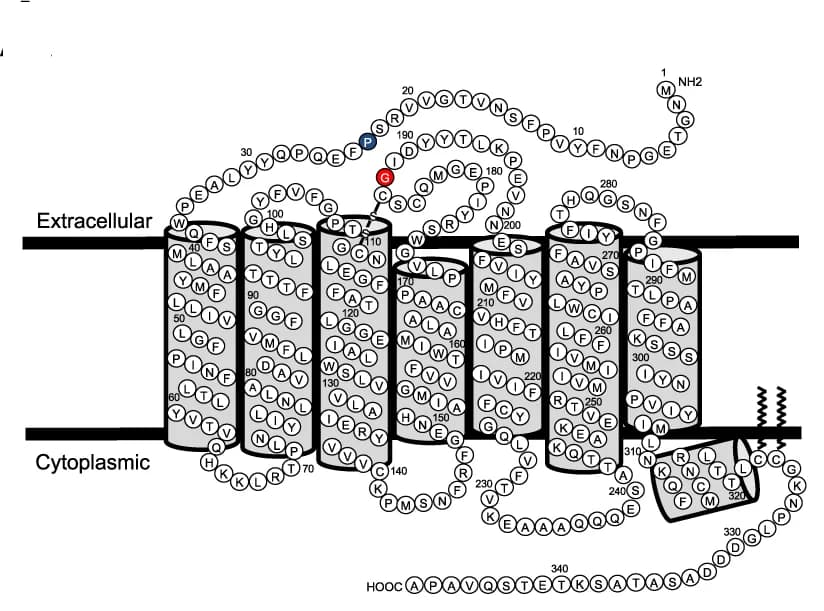 Open access visualization of Illustration, Chemical Structure, Rhodopsin, Secondary Structure, Mutation