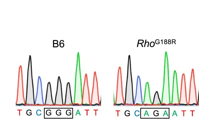 Open access visualization of Line Plot, Rhodopsin, Knockin Mice, CRISPR/Cas9, Gene Targeting