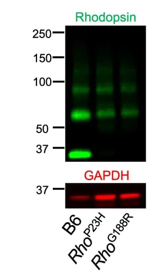 Open access visualization of Gel, Western Blots, Retinal Extracts, B6 Mice, Rho P23H Mice