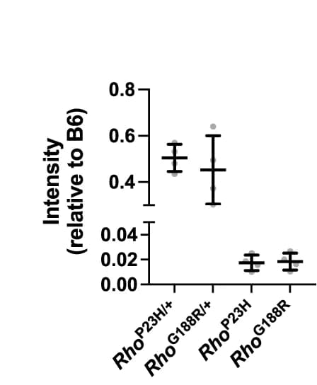 Open access visualization of Bar Plot, Error Bars, Rhodopsin Expression, Western Blots, Rhodopsin Band Intensities