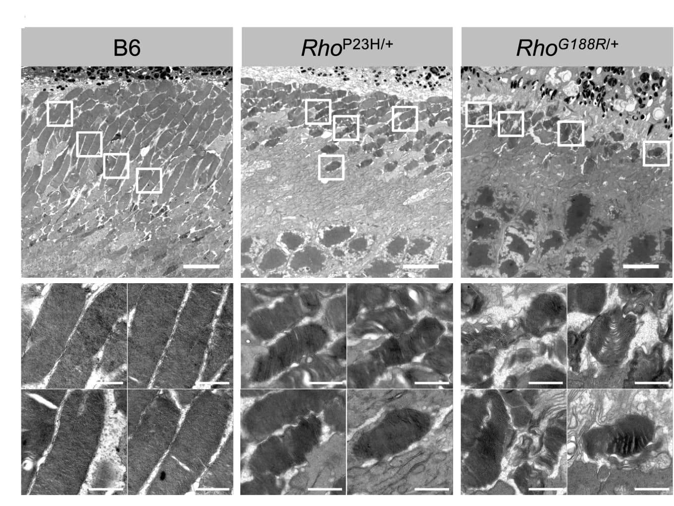 Open access visualization of Microscopy, EM Images, Retina Sections, B6 Mice, Rho P23H/+ Mice