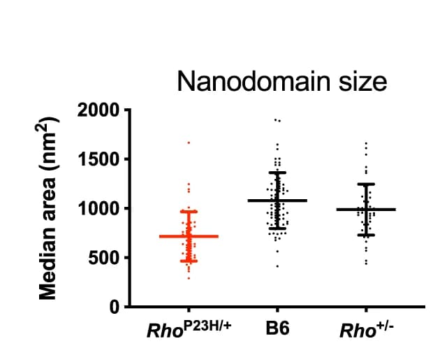 Open access visualization of Scatter Plot, Error Bars, ROS Disc Membrane, AFM Analysis, Rho P23H/+ Mice
