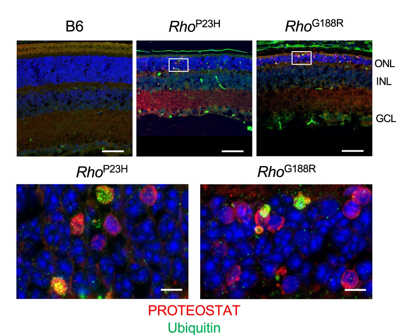 Open access visualization of Microscopy, Retinal Cryosections, B6 Mice, Rho P23H Mice, Rho G188R Mice