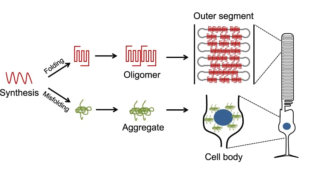 Open access visualization of Workflow, Illustration, Rhodopsin, Photoreceptor Cells, Protein Folding