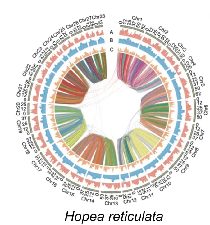 Open access visualization of Chord, Bar Plot, Genome Assembly, Synteny Analysis, Homologous Chromosomes