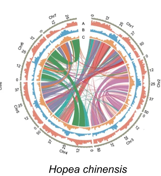 Open access visualization of Chord, Bar Plot, Genome Assembly, Synteny Analysis, Homologous Chromosomes