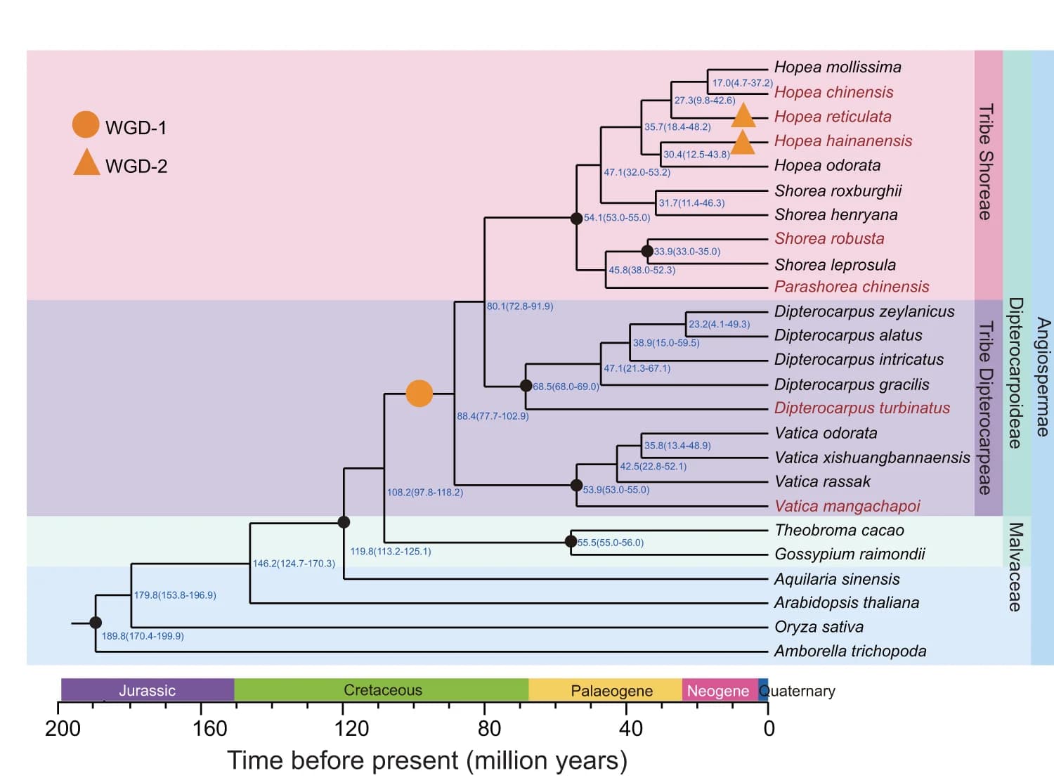 Open access visualization of Network, Pathway, Phylogenetic Tree, Genomes, Dipterocarpoideae Species