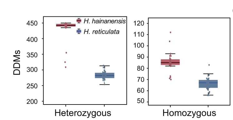 Open access visualization of Box Plot, Scatter Plot, Genetic Load Metrics, H. hainanensis, H. reticulata