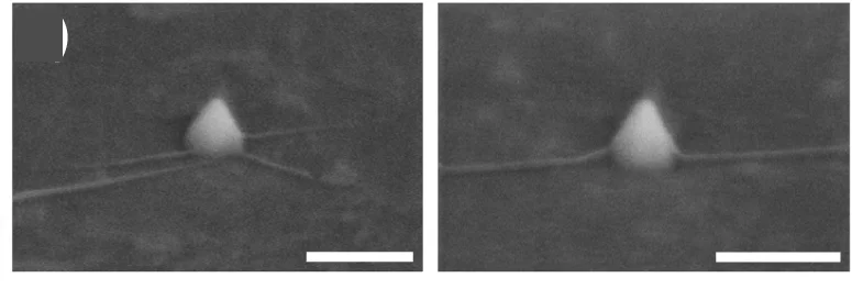 Open access visualization of Microscopy, SEM Micrographs, Wrinkles, Monolayer WSe 2, Nanocones