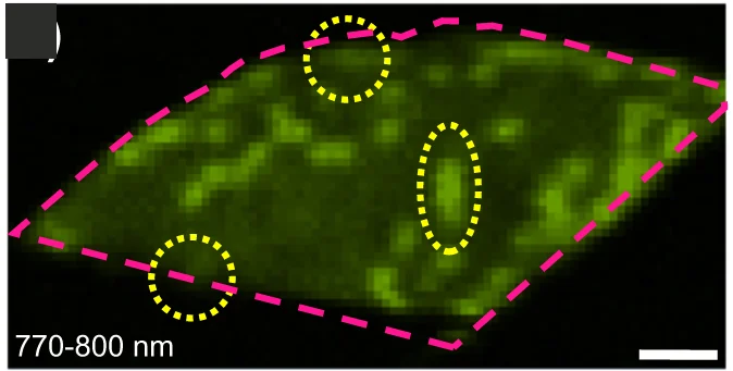 Open access visualization of Microscopy, Confocal PL Maps, Integrated Intensity, Spectral Windows, Localized States