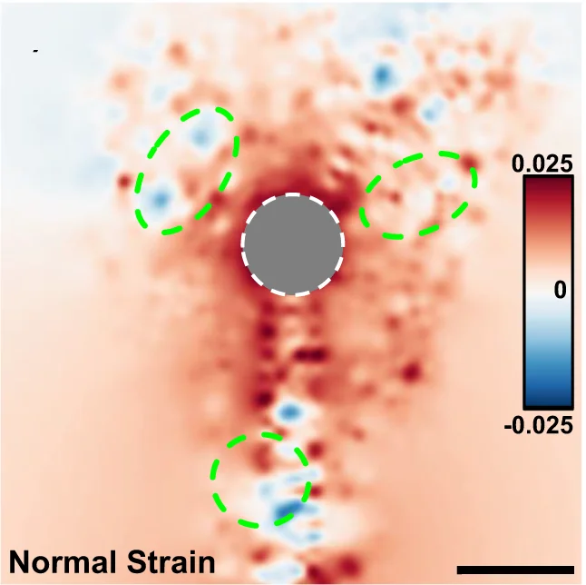 Open access visualization of Heatmap, Normal Strains, AFM Topography