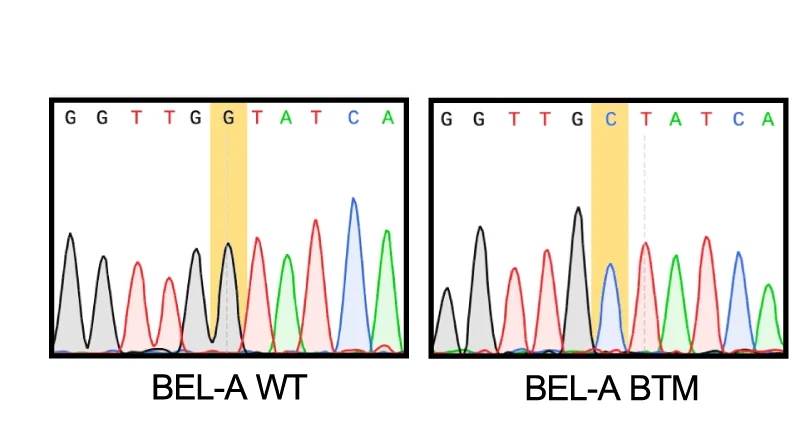 Open access visualization of Line Plot, Chromatogram, β-thalassemia Mutation, Sanger Sequencing, BEL-A BTM