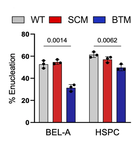 Open access visualization of Bar Plot, Clustered, Error Bars, BEL-A Cells, HSPCs