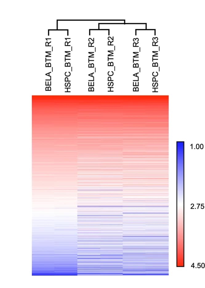 Open access visualization of Heatmap, Clustered, Proteomic Data, BEL-A SCM, SCM HSPCs