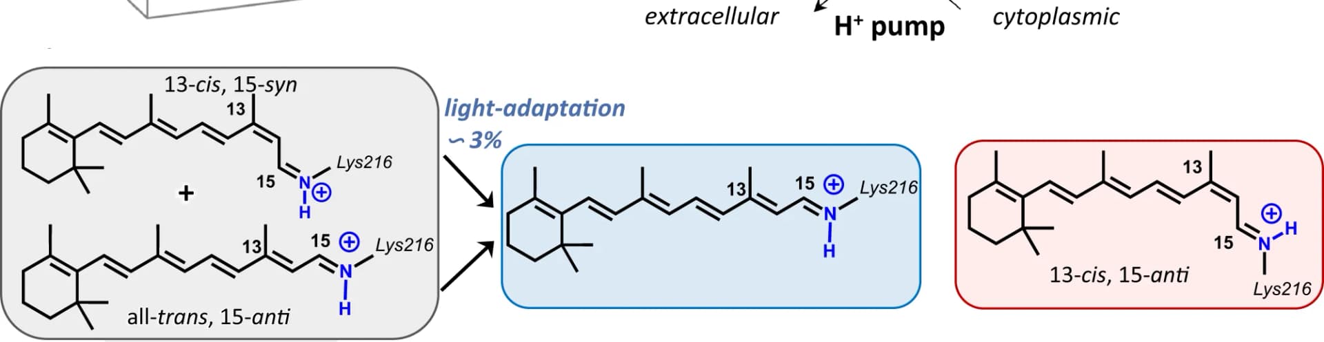 Open access visualization of Chemical Structure, Chromophoric Species