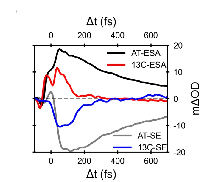 Open access visualization of Line Plot, Excited-State Absorption, Stimulated Emission, Decay, Bacteriorhodopsin