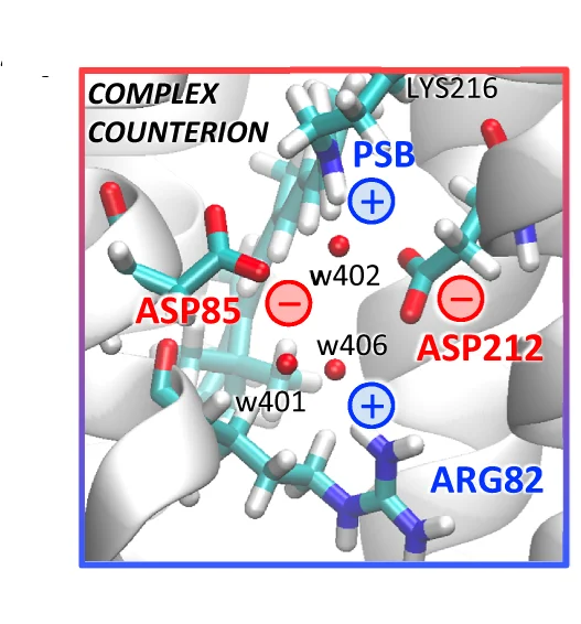 Open access visualization of Protein Structure, Chemical Structure, Retinal Chromophore, LYS216, PSB