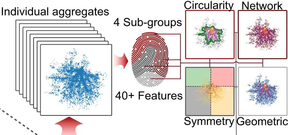 Open access visualization of Workflow, Illustration, Scatter Plot, Network, Morphology-Fingerprinting