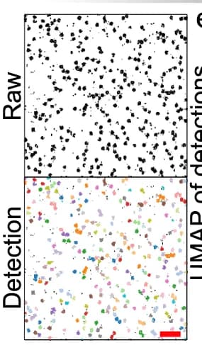 Open access visualization of Scatter Plot, UMAP, Super Localizations, NPC Assemblies, Assembly Identification