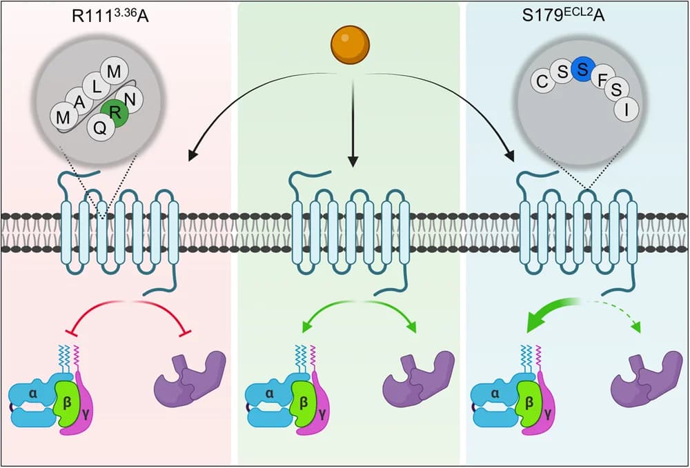 Open access visualization of Workflow, Illustration, GPR109A S179A, GPR109A R111A, G-protein Activation