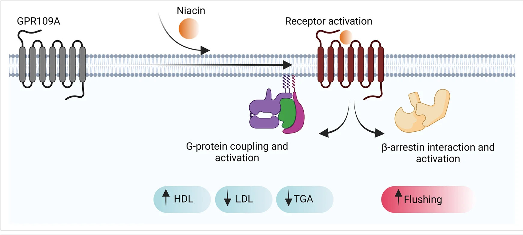 Open access visualization of Workflow, Illustration, GPR109A Activation, Signaling Outcomes