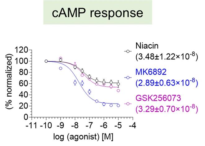 Open access visualization of Line Plot, Error Bars, Agonist, Forskolin, cAMP