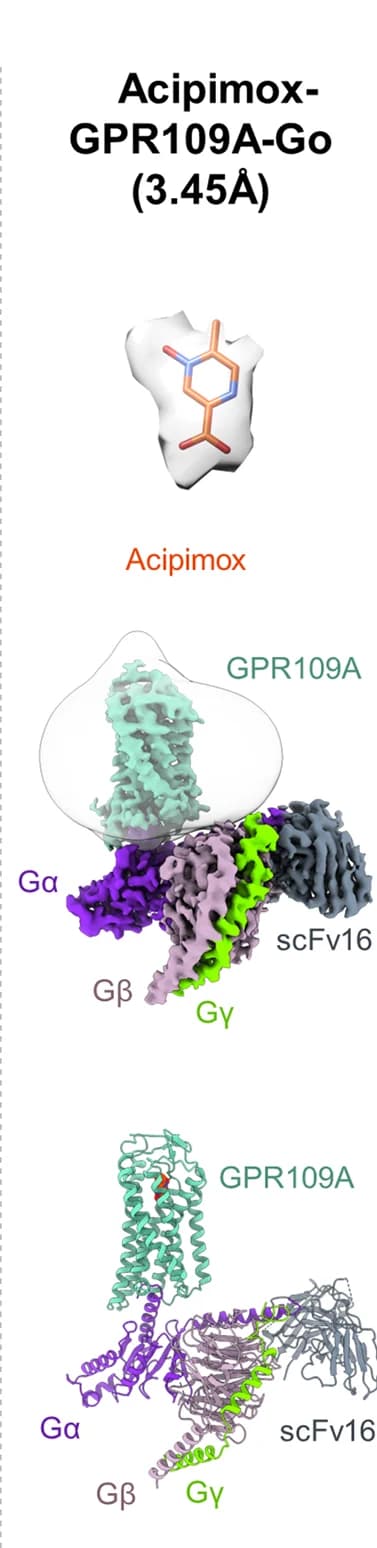 Open access visualization of Protein Structure, Chemical Structure, Acipimox, GPR109A, Go Protein