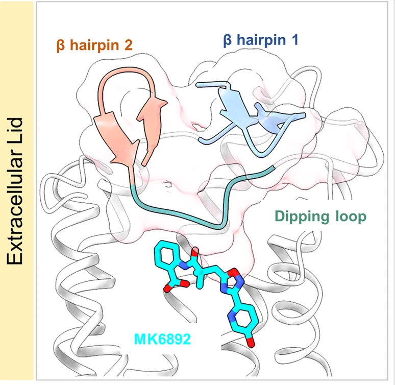 Open access visualization of Protein Structure, Chemical Structure, Ligand, GPR109A