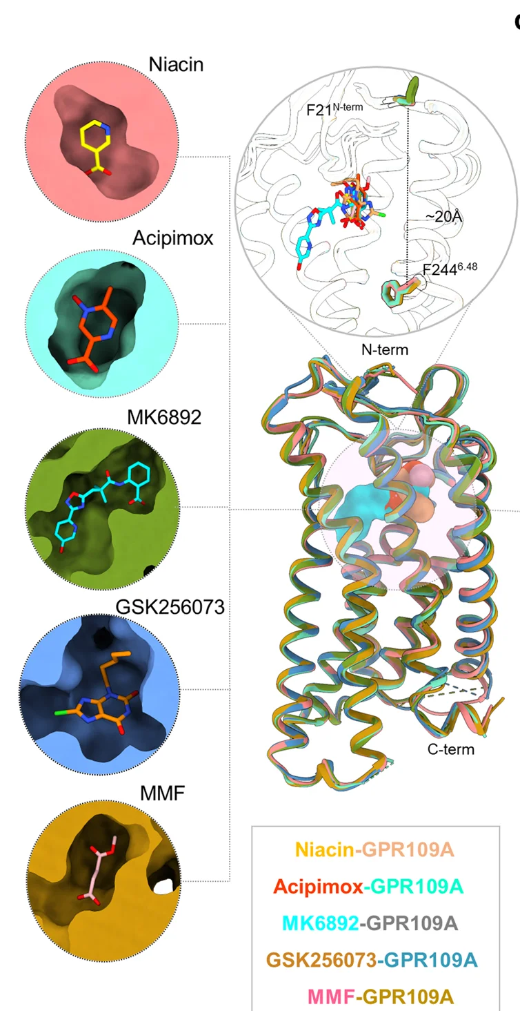 Open access visualization of Protein Structure, Chemical Structure, Niacin, Acipimox, MK6892