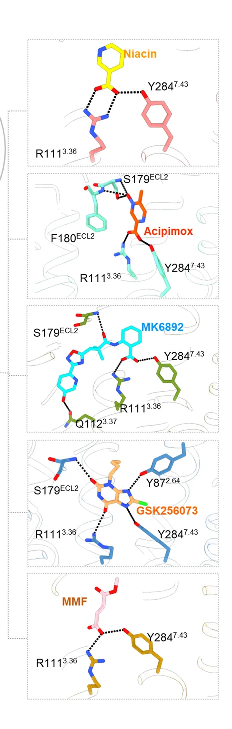 Open access visualization of Chemical Structure, GPR109A, Ligand Binding Pocket, Ligand, H-bond