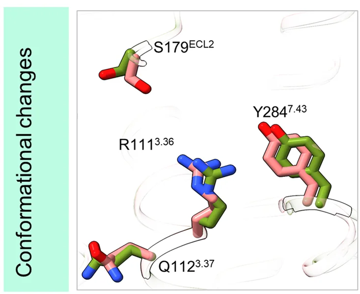 Open access visualization of Protein Structure, Chemical Structure, GPR109A Residues, Conformational Changes, MK6892