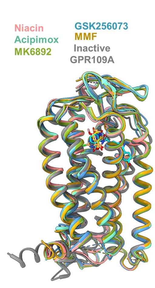 Open access visualization of Protein Structure, 3D Plot, GPR109A, Niacin, Acipimox