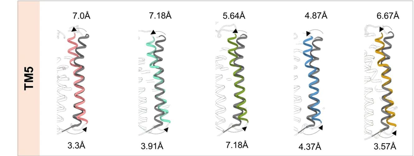 Open access visualization of Protein Structure, TM5, TM6, GPR109A, Niacin