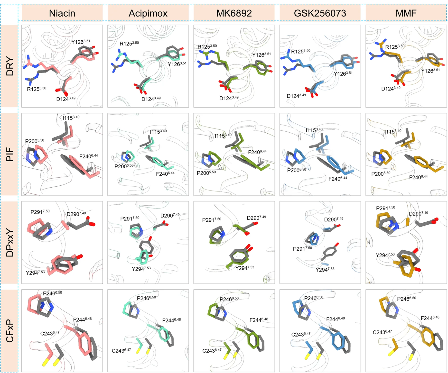 Open access visualization of Protein Structure, Chemical Structure, Conformational Changes, Microswitches, DRY Motif