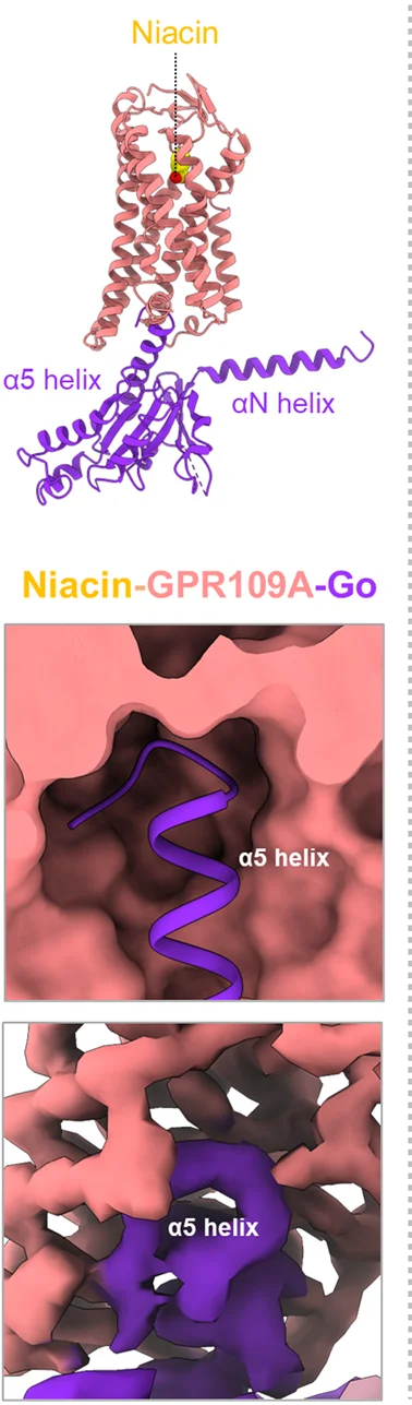Open access visualization of Protein Structure, Alpha5 Helix, Gao, Cytoplasmic Core, GPR109A