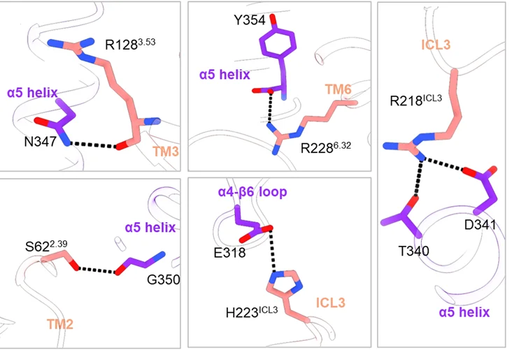 Open access visualization of Protein Structure, Gao Residues, GPR109A, Cytoplasmic Core, H-bond